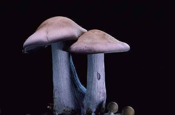zelte pilz Holz-Blaupilz / Blaufüßiger Pilzstamm (Lepista/Collybia nuda)