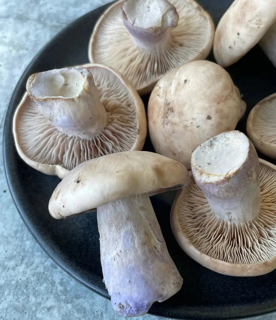Wood Blewit / Pied Blue mushroom strain (Lepista/Collybia nuda) - best quality, fresh, mushroom mycelium spawn Medifungi