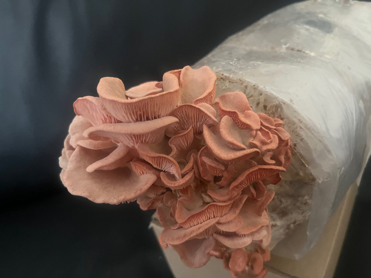 Pink Oyster Mushroom strain (Pleurotus djamor) - best quality, fresh, mushroom mycelium spawn, on rye grain - Medifungi