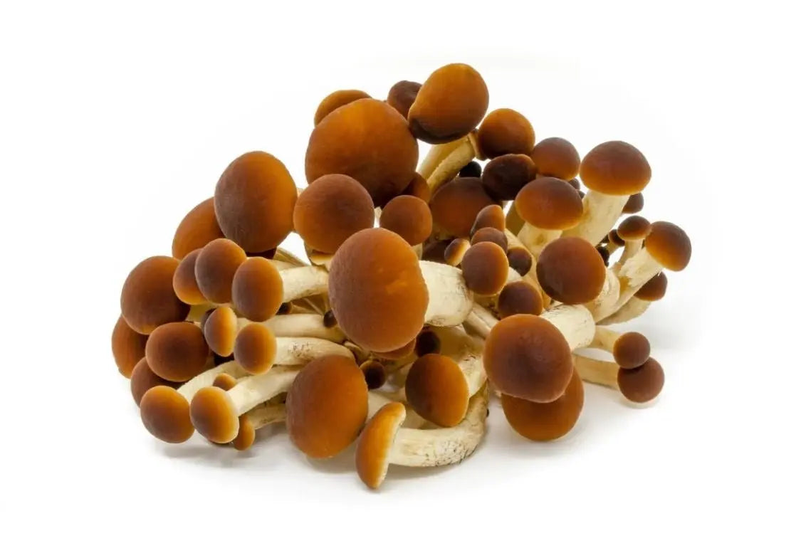 Pioppino, Black Poplar Mushroom M4101 spawn strain (Cyclocybe aegerita) - Medifungi