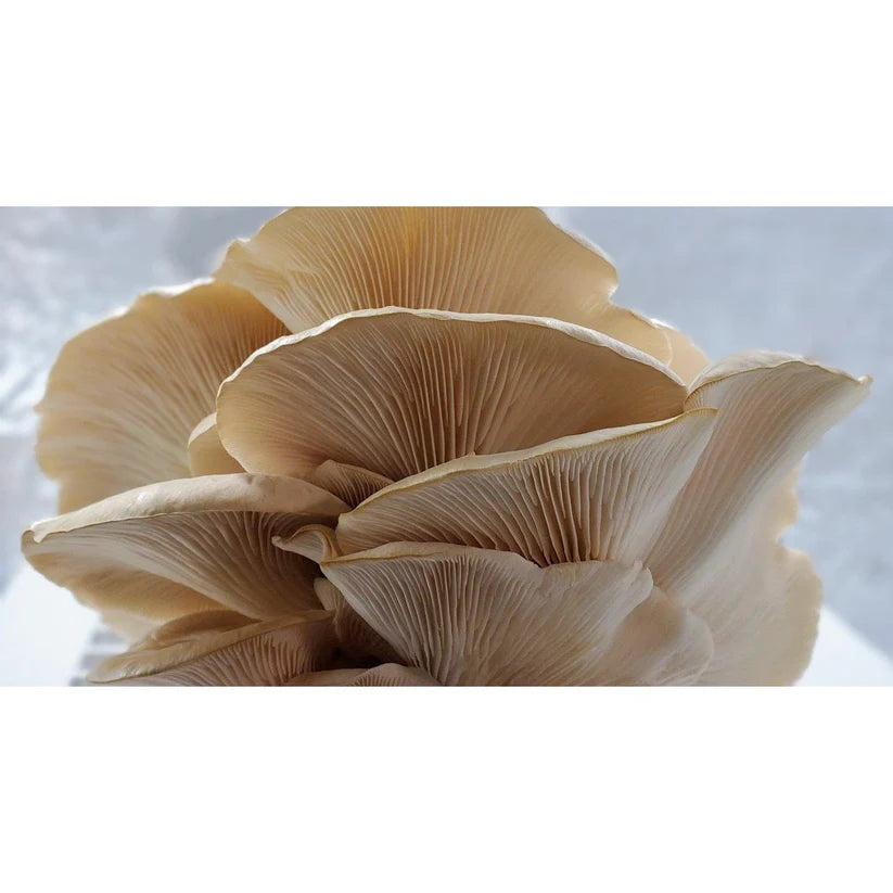 Poplar / Aspen Oyster mushroom strain (Pleurotus populinus) - best quality, fresh, mushroom mycelium spawn