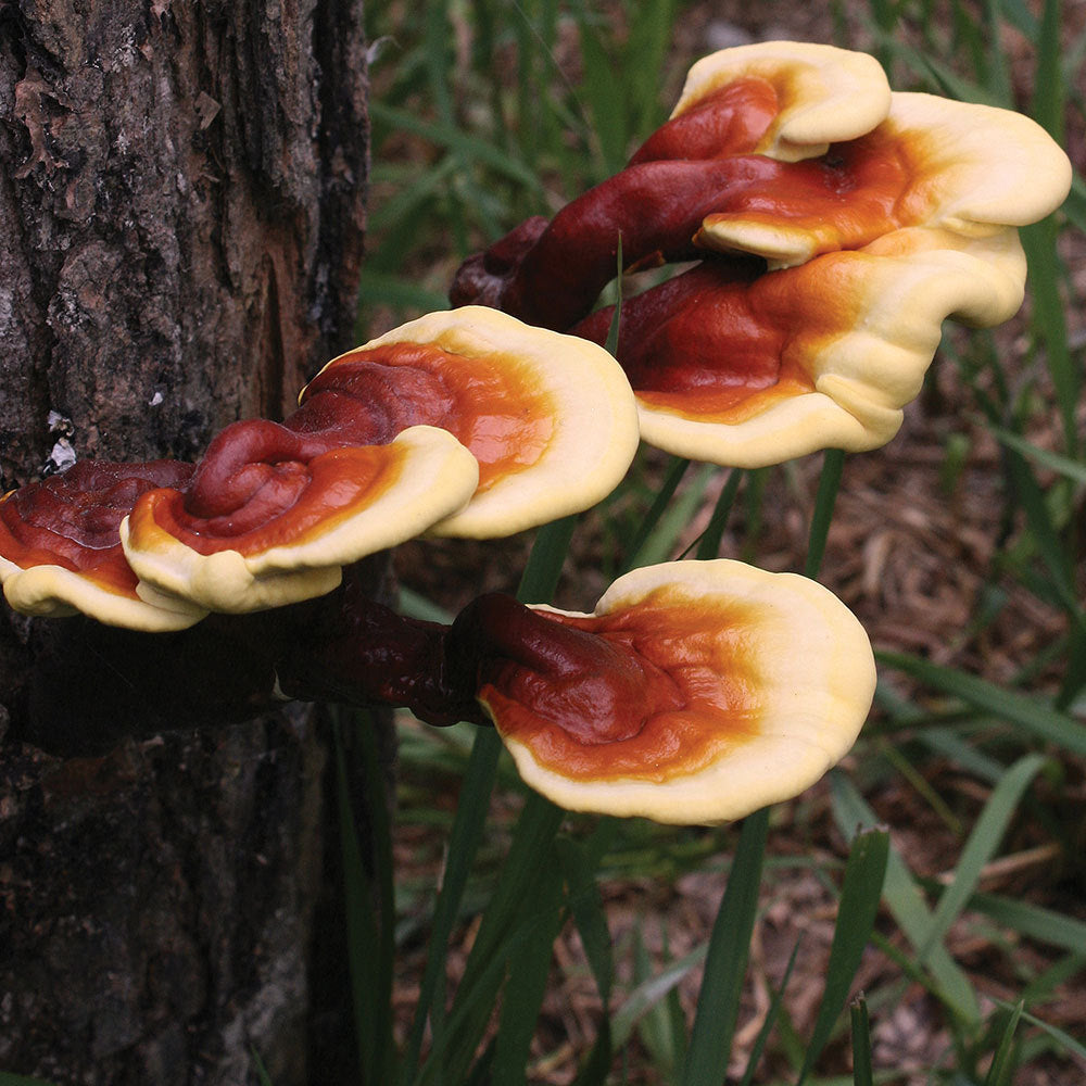Red Reishi / Lingzhi mushroom strain (Ganoderma lucidum) - best quality, fresh, mushroom mycelium spawn Medifungi