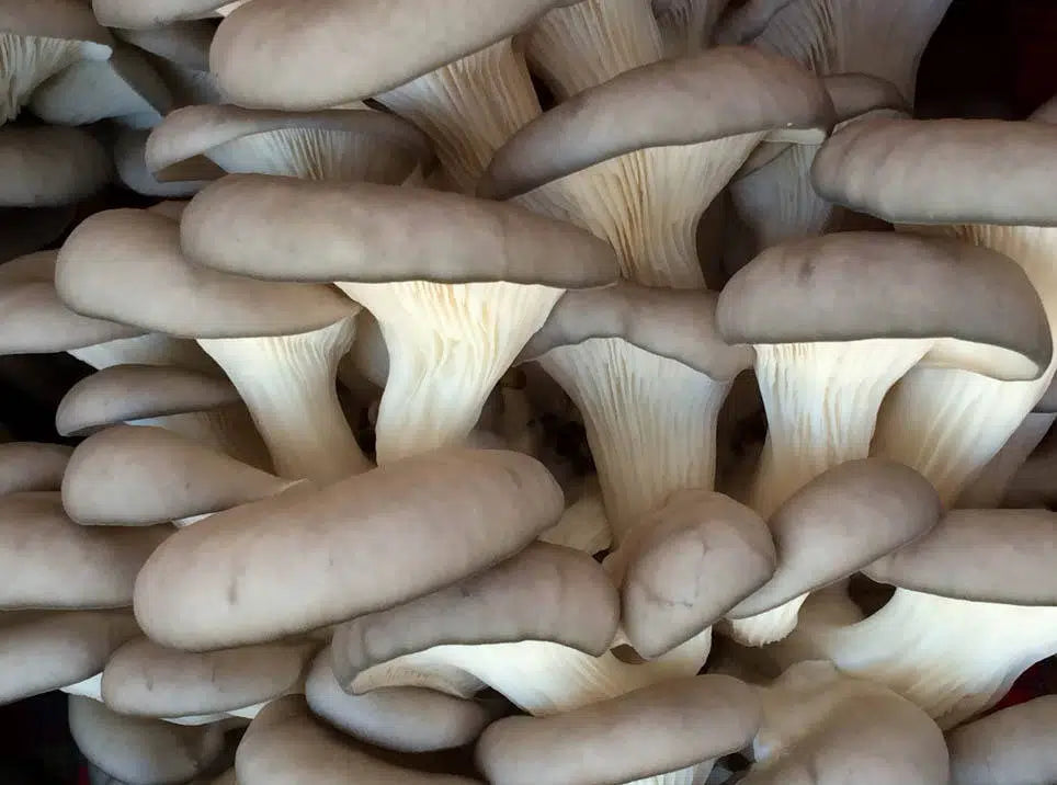 Sajor-caju Oyster Mushroom Strain (Pleurotus sajor-caju) - Best Quality, Fresh Mushroom Mycelium Spawn (Copy) Medifungi