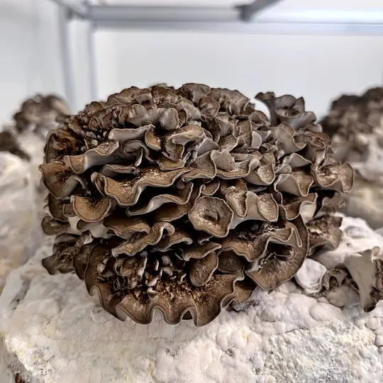 Maitake mushroom strain (Grifola frondosa) - best quality, fresh, mushroom mycelium spawn Medifungi