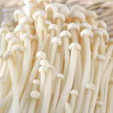 White Enoki mushroom strain (Flammulina velutipes) - best quality, fresh, mushroom mycelium spawn Medifungi