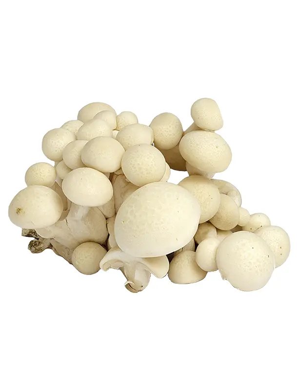 White Shimeji/ Buna Shimeji/ Beech mushroom strain (Hypsizygus tessellatus) - best quality, fresh, mushroom mycelium spawn Medifungi