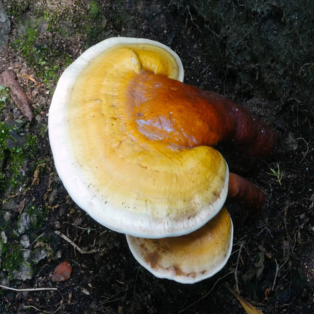Yellow Reishi mushroom strain (Ganoderma curtisii) - best quality, fresh, mushroom mycelium spawn Medifungi