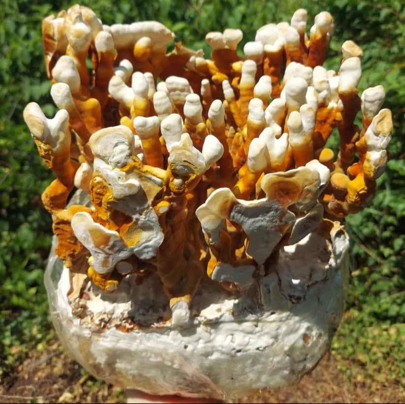 Antler Reishi mushroom strain (Ganoderma multipileum) - best quality, fresh, mushroom mycelium spawn