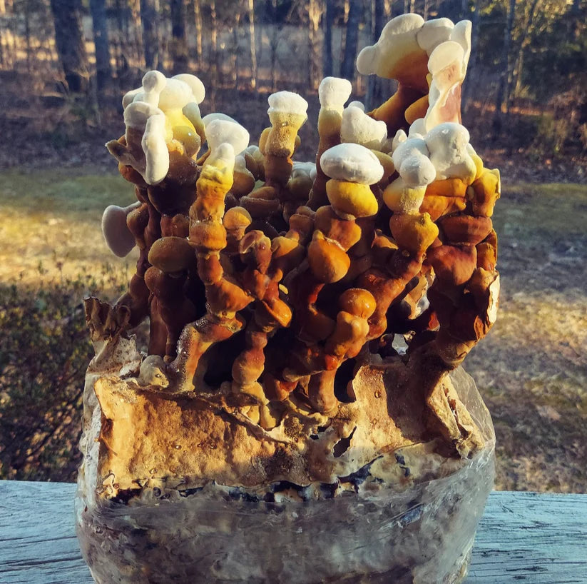 Antler Reishi mushroom strain (Ganoderma multipileum) - best quality, fresh, mushroom mycelium spawn
