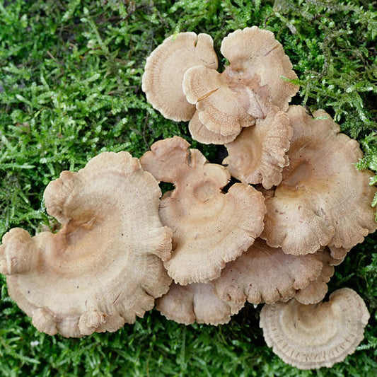 Bitter Oyster Mushroom strain (Panellus stipticus) - best quality, fresh, mushroom mycelium spawn, on rye grain