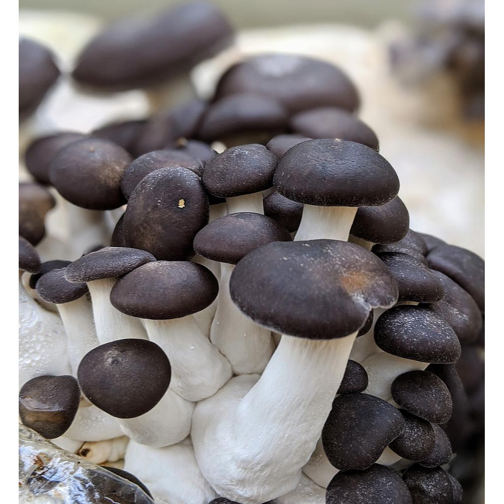 Black Pearl King Oyster mushroom strain (Pleurotus ostreatus - hybrid) - best quality, fresh, mushroom mycelium spawn