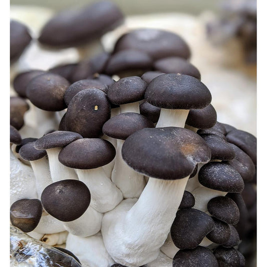 Black Pearl King Oyster mushroom strain (Pleurotus ostreatus - hybrid) - best quality, fresh, mushroom mycelium spawn