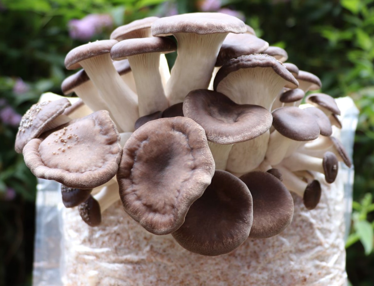 Black Pearl King Oyster mushroom strain (Pleurotus ostreatus - hybrid) - best quality, fresh, mushroom mycelium spawn
