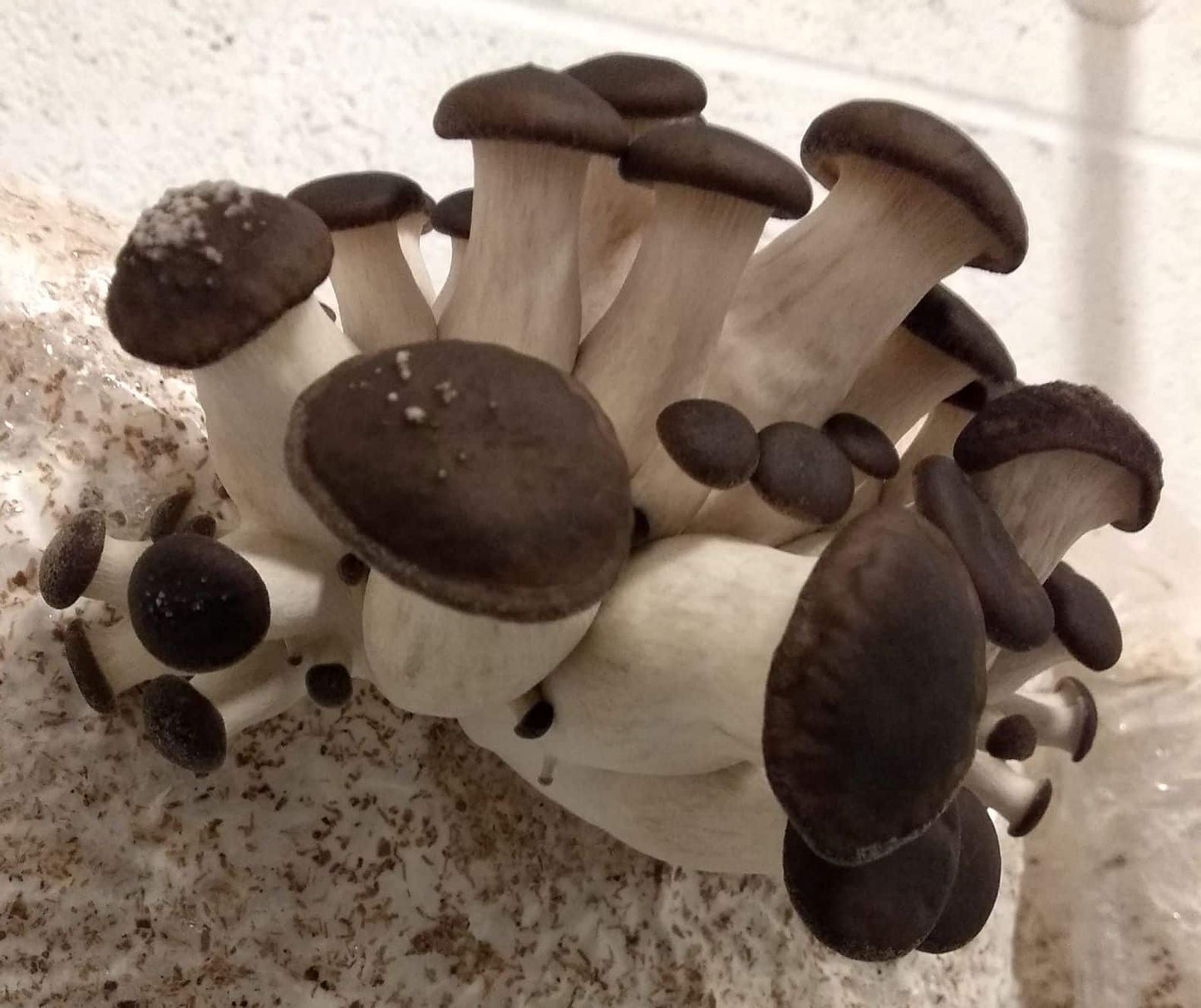Black Pearl King Oyster mushroom strain (Pleurotus ostreatus - hybrid) - best quality, fresh, mushroom mycelium spawn