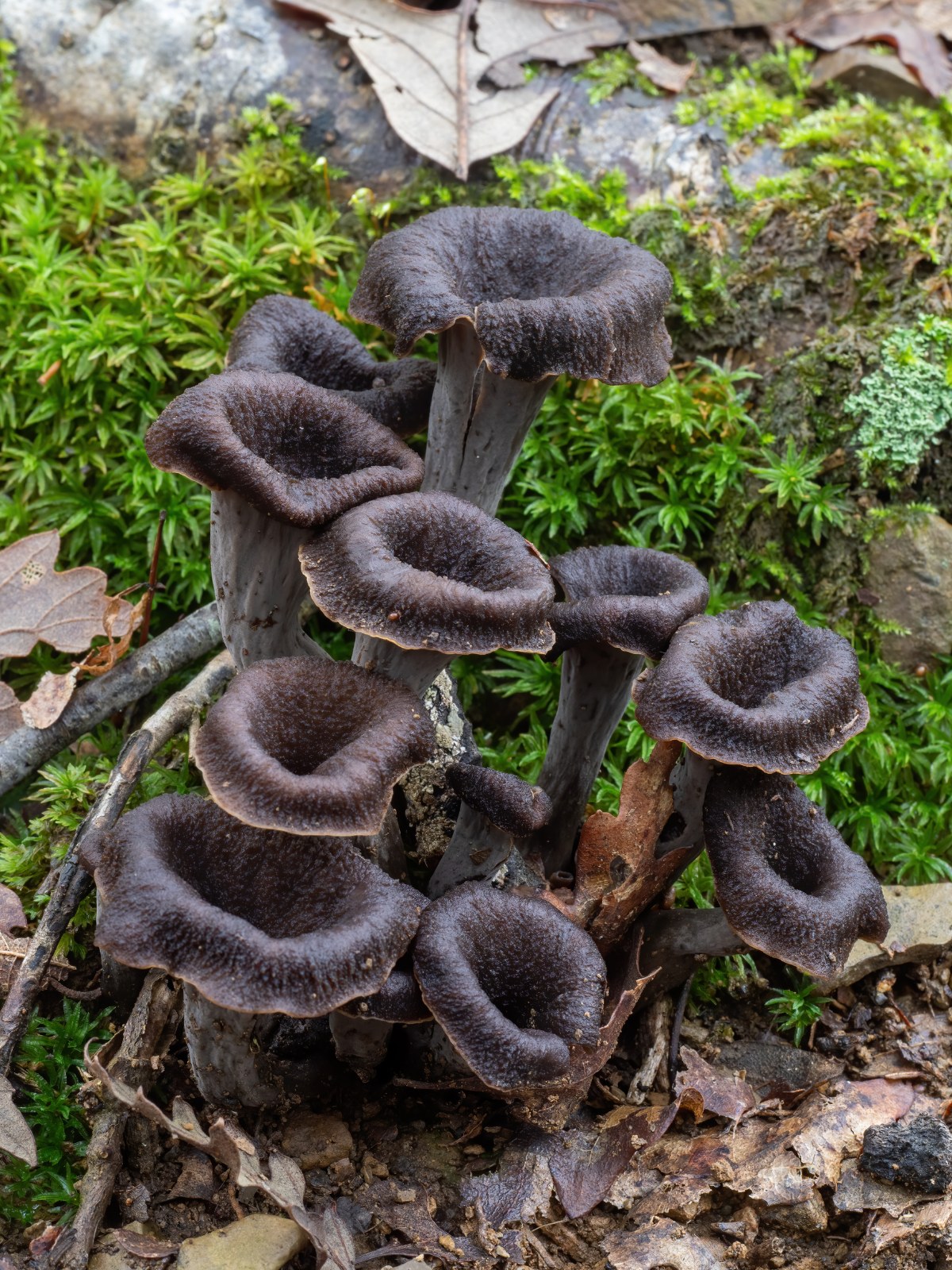 Black Trumpet mushroom strain (Craterellux fallax) - best quality, fresh, mushroom mycelium spawn