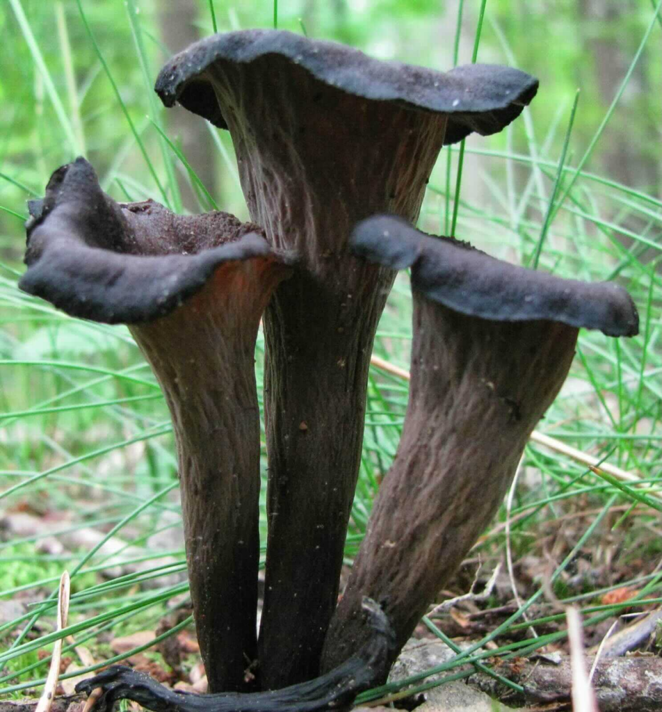 Black Trumpet mushroom strain (Craterellux fallax) - best quality, fresh, mushroom mycelium spawn