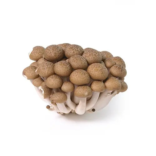 Brown Shimeji /Buna Shimeji/ Beech  mushroom strain (Hypsizygus tessulatus) - best quality, fresh, mushroom mycelium spawn Medifungi