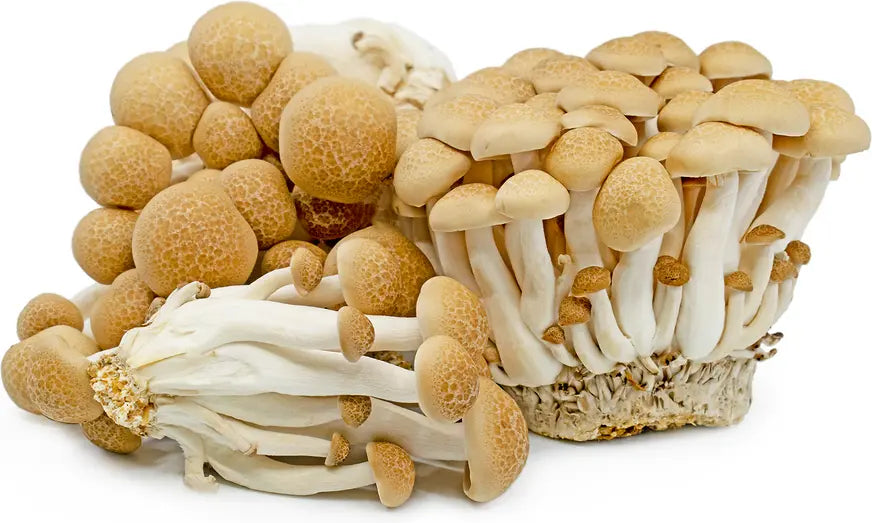 Brown Shimeji /Buna Shimeji/ Beech  mushroom strain (Hypsizygus tessulatus) - best quality, fresh, mushroom mycelium spawn Medifungi