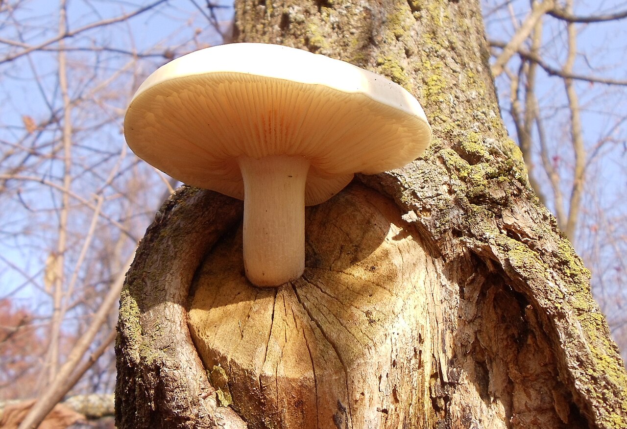 Elm Oyster mushroom strain (Hypsizygus ulmarius) - best quality, fresh, mushroom mycelium spawn