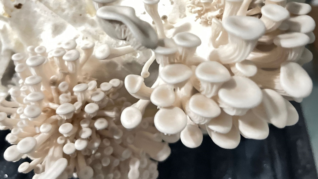 Florida Oyster mushroom strain (Pleurotus florida) - best quality, fresh, mushroom mycelium spawn