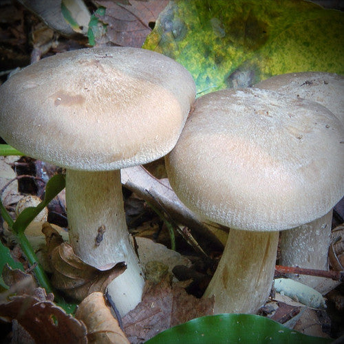 Fried Chicken mushroom strain (Lyophyllum decastes) - best quality, fresh, mushroom mycelium spawn