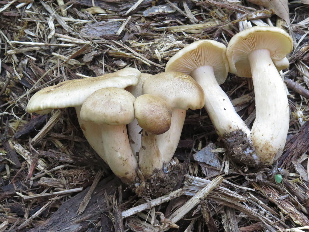 Fried Chicken mushroom strain (Lyophyllum decastes) - best quality, fresh, mushroom mycelium spawn