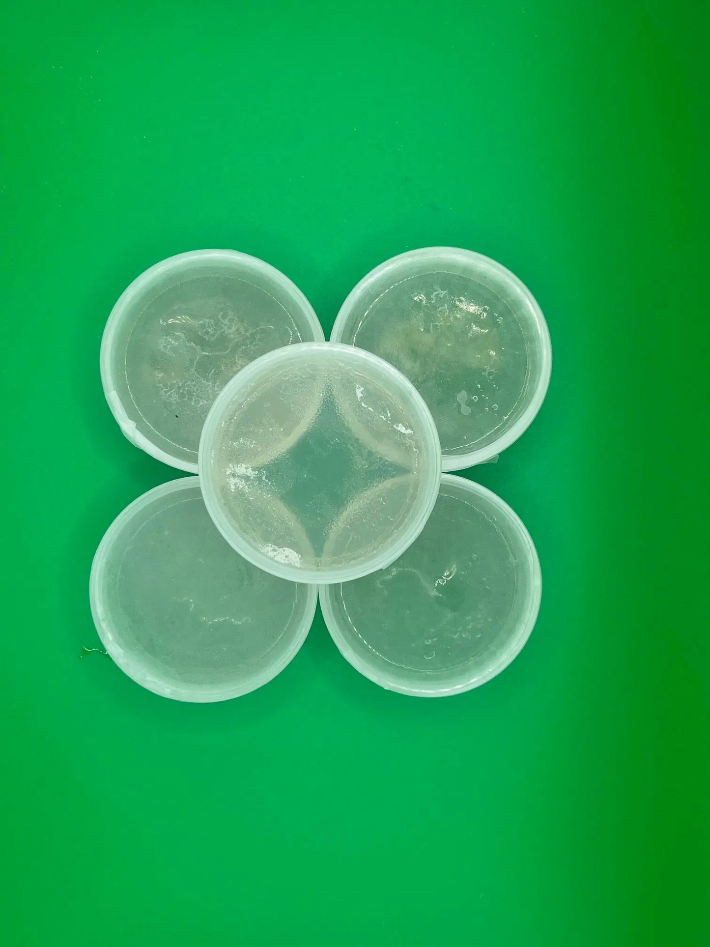 Sterile Agar plates for mycelium laboratory tests - 5 Pack Medifungi