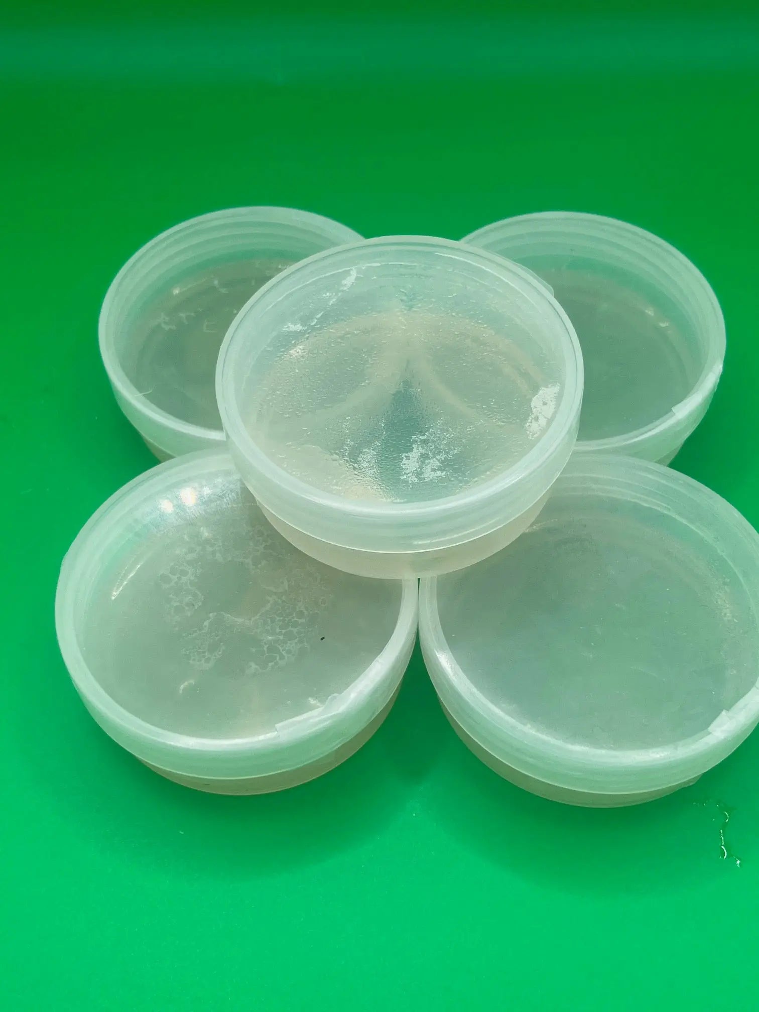 Sterile Agar plates for mycelium laboratory tests - 5 Pack Medifungi