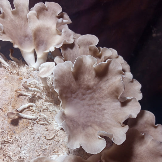 Korean Oyster mushroom strain (Pleurotus spodoleucus) - best quality, fresh, mushroom mycelium spawn