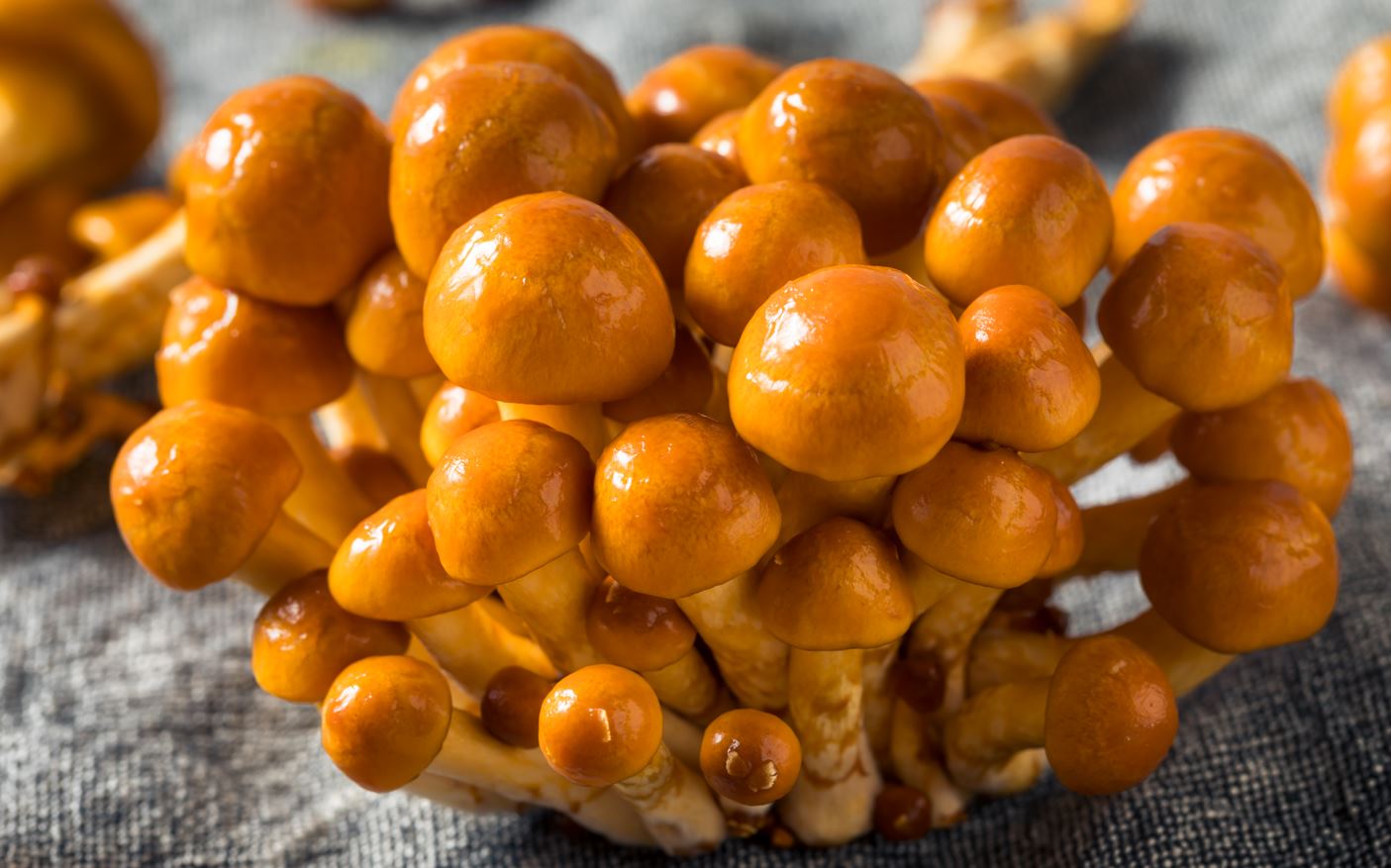 Nameko mushroom strain (Pholiota microspora/nameko) - best quality, fresh, mushroom mycelium spawn