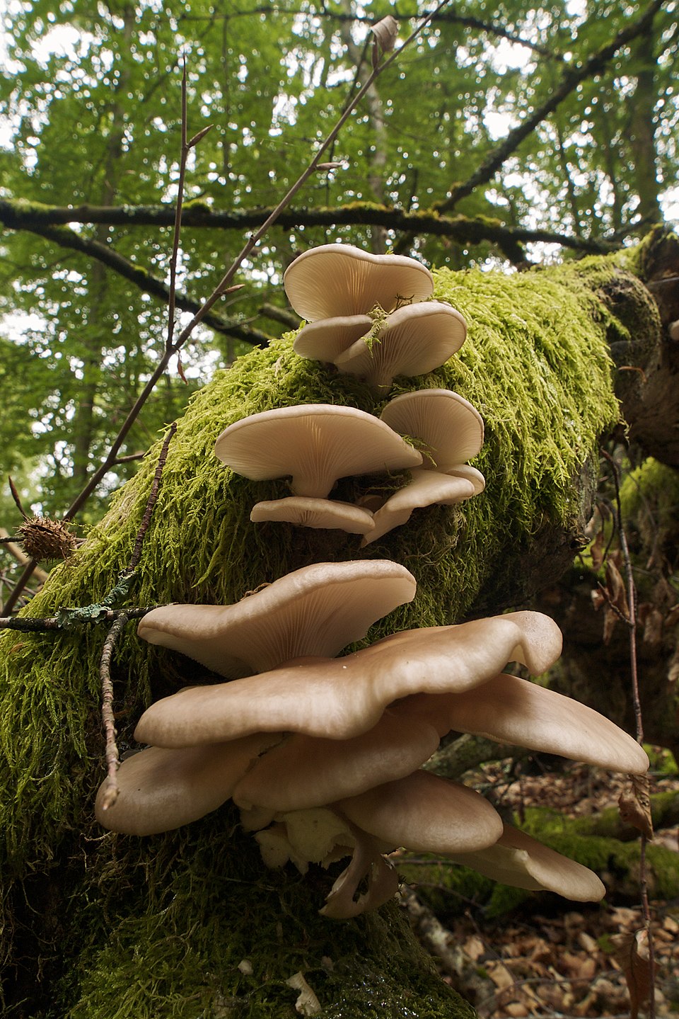Pheonix Oyster mushroom strain (Pleurotus pulmonaris) - best quality, fresh, mushroom mycelium spawn