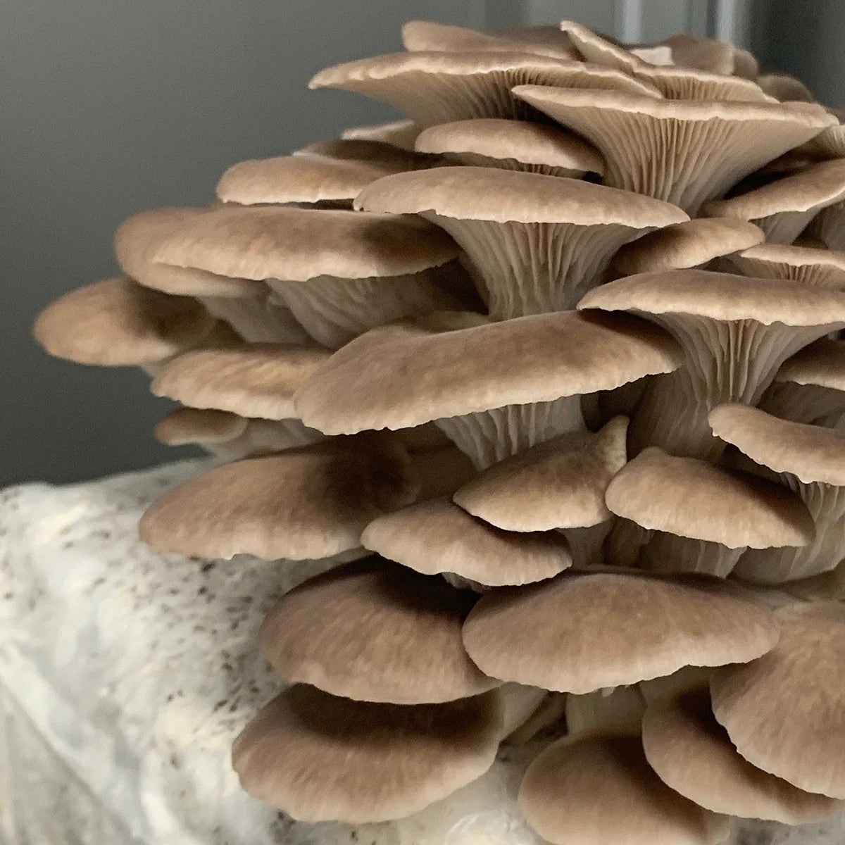 Pheonix Oyster mushroom strain (Pleurotus pulmonaris) - best quality, fresh, mushroom mycelium spawn