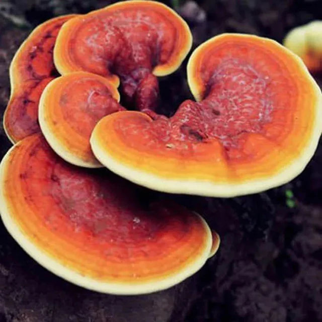 Red Reishi / Lingzhi mushroom strain (Ganoderma lucidum) - best quality, fresh, mushroom mycelium spawn