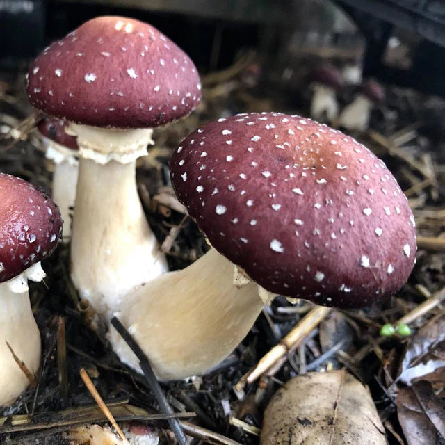 Red Wine Cap mushroom strain (Stropharia rugosoannulata) - best quality, fresh, mushroom mycelium spawn