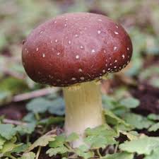 Red Wine Cap mushroom strain (Stropharia rugosoannulata) - best quality, fresh, mushroom mycelium spawn