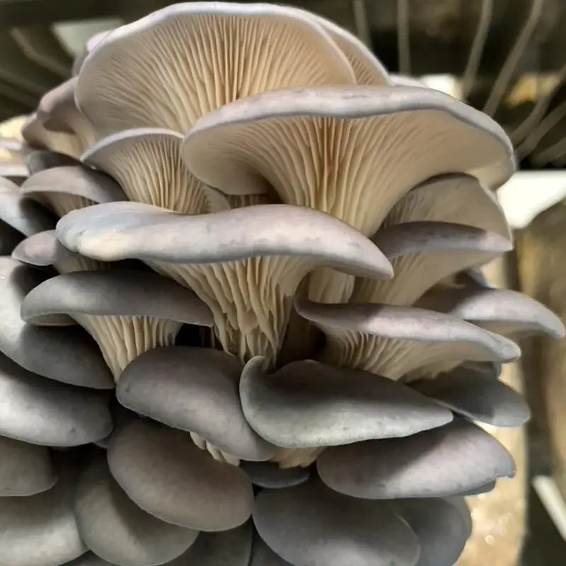 Sajor-caju Oyster Mushroom Strain (Pleurotus sajor-caju) - Best Quality, Fresh Mushroom Mycelium Spawn (Copy) Medifungi