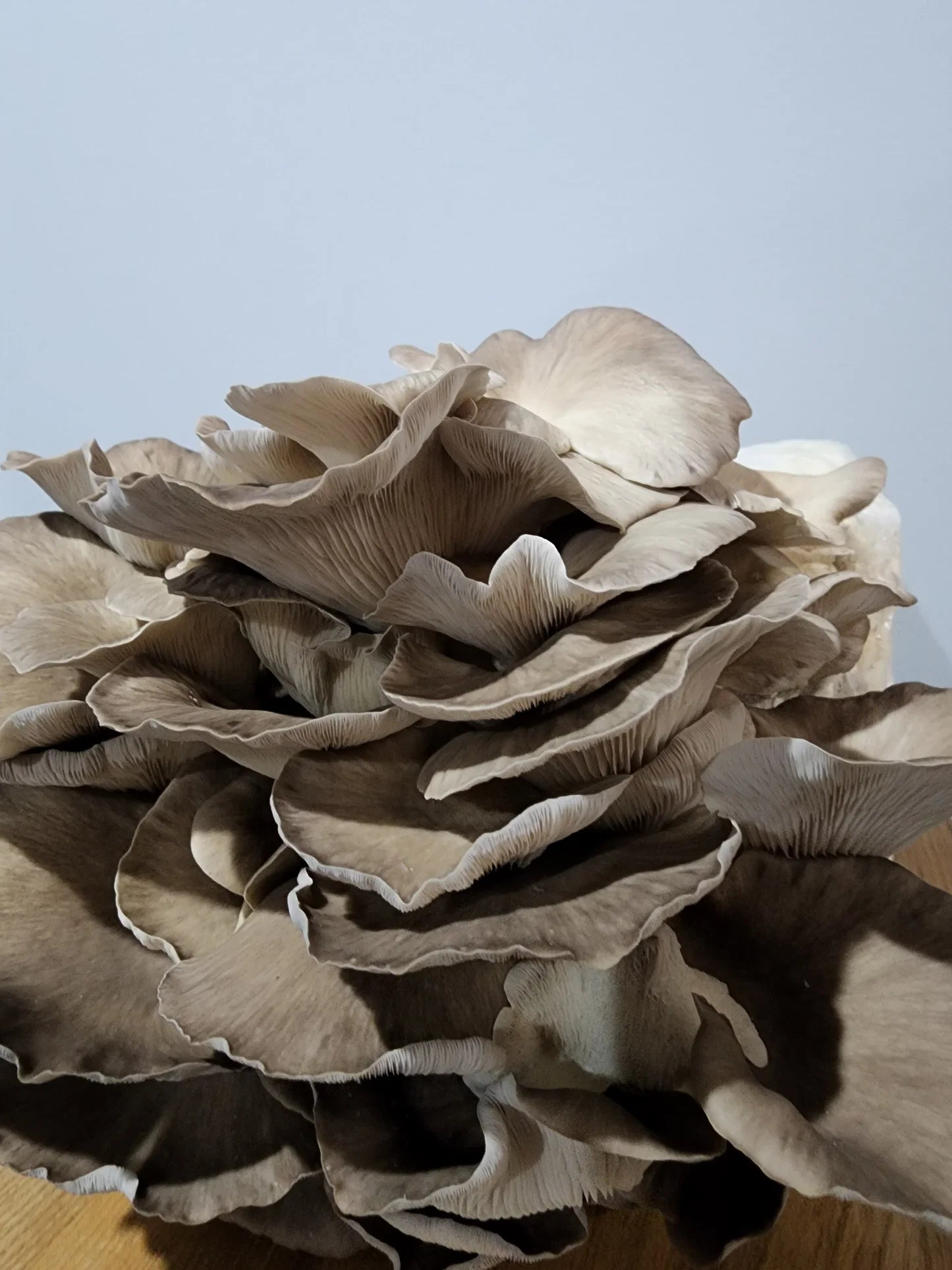 Sajor-caju Oyster Mushroom Strain (Pleurotus sajor-caju) - Best Quality, Fresh Mushroom Mycelium Spawn (Copy) Medifungi