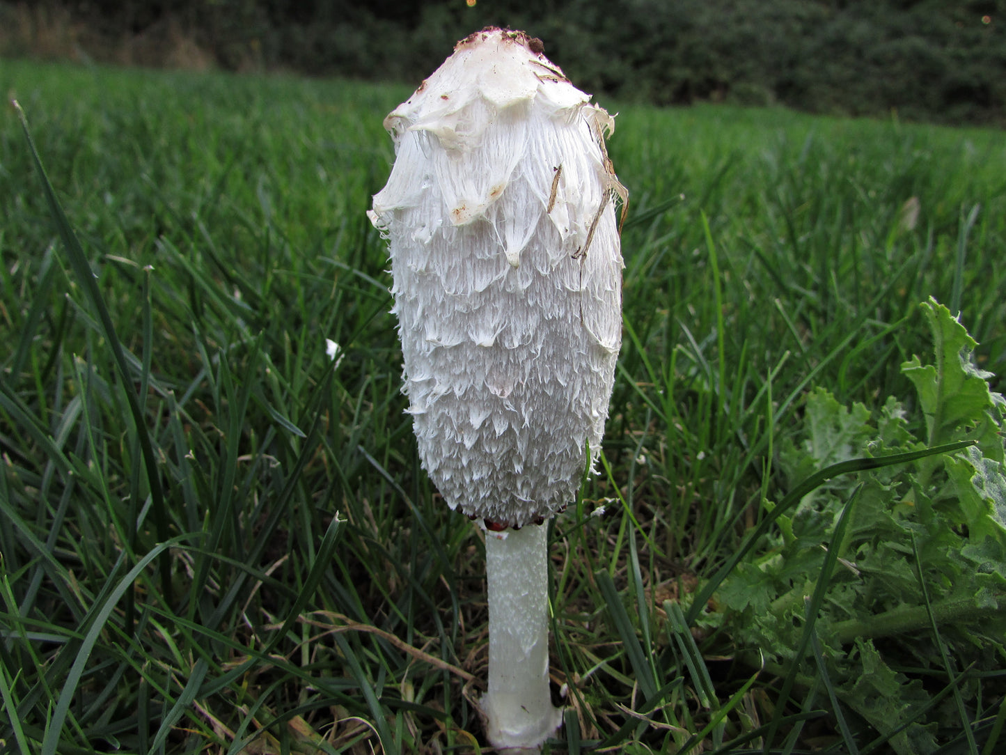 Shaggy Ink Cap / Shaggy Mane / Lawyer's wig mushroom strain (Coprinus comatus) - best quality, fresh, mushroom mycelium spawn