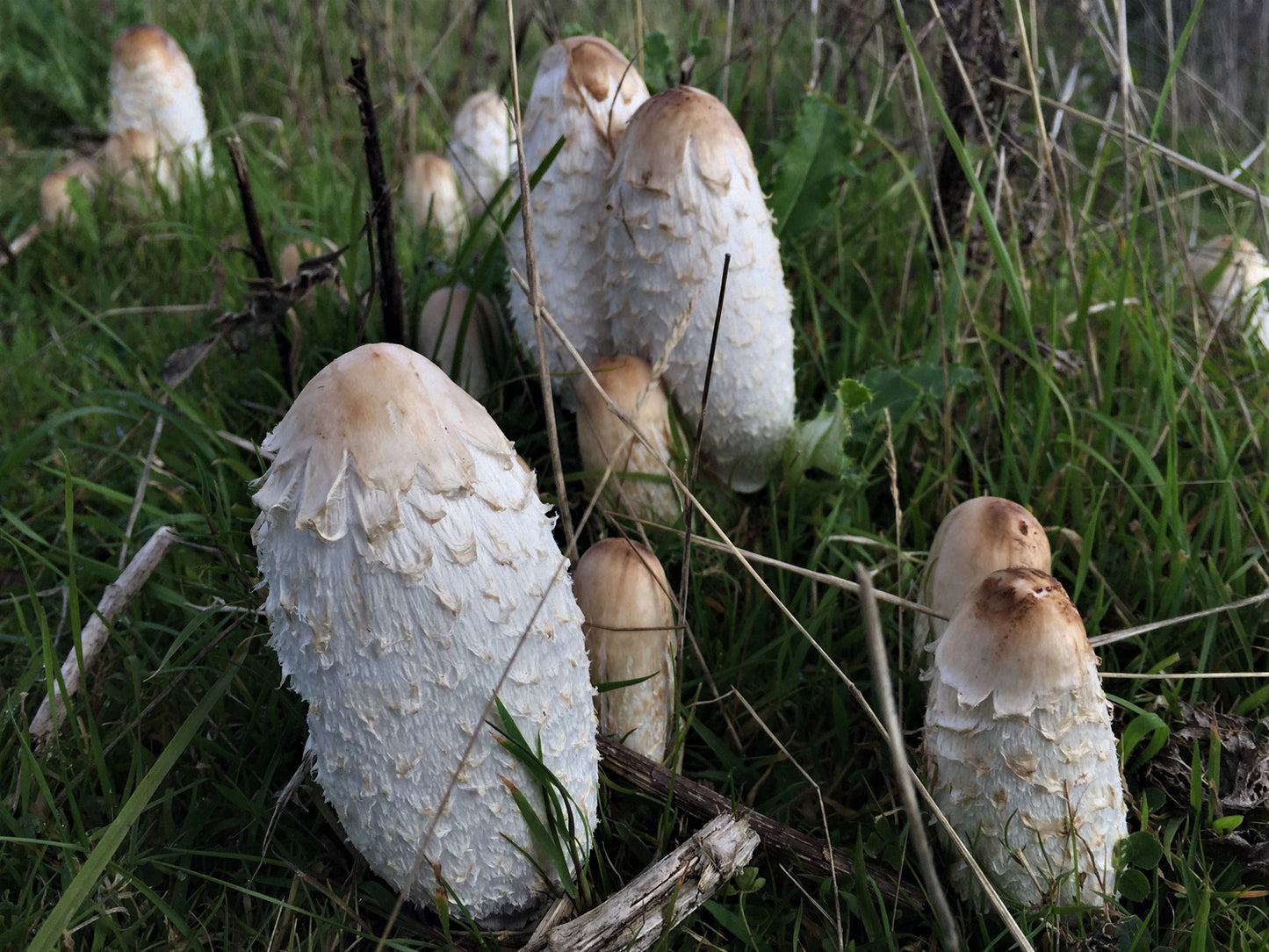 Shaggy Ink Cap / Shaggy Mane / Lawyer's wig mushroom strain (Coprinus comatus) - best quality, fresh, mushroom mycelium spawn
