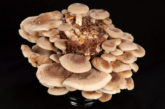 Shiitaki mushroom strain (Lentinula edodes) - best quality, fresh, mushroom mycelium spawn