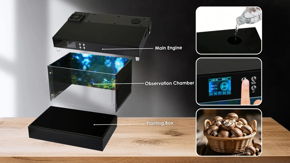 Mushroom Grow Box  - Consistently fruit mushrooms at home - Educational