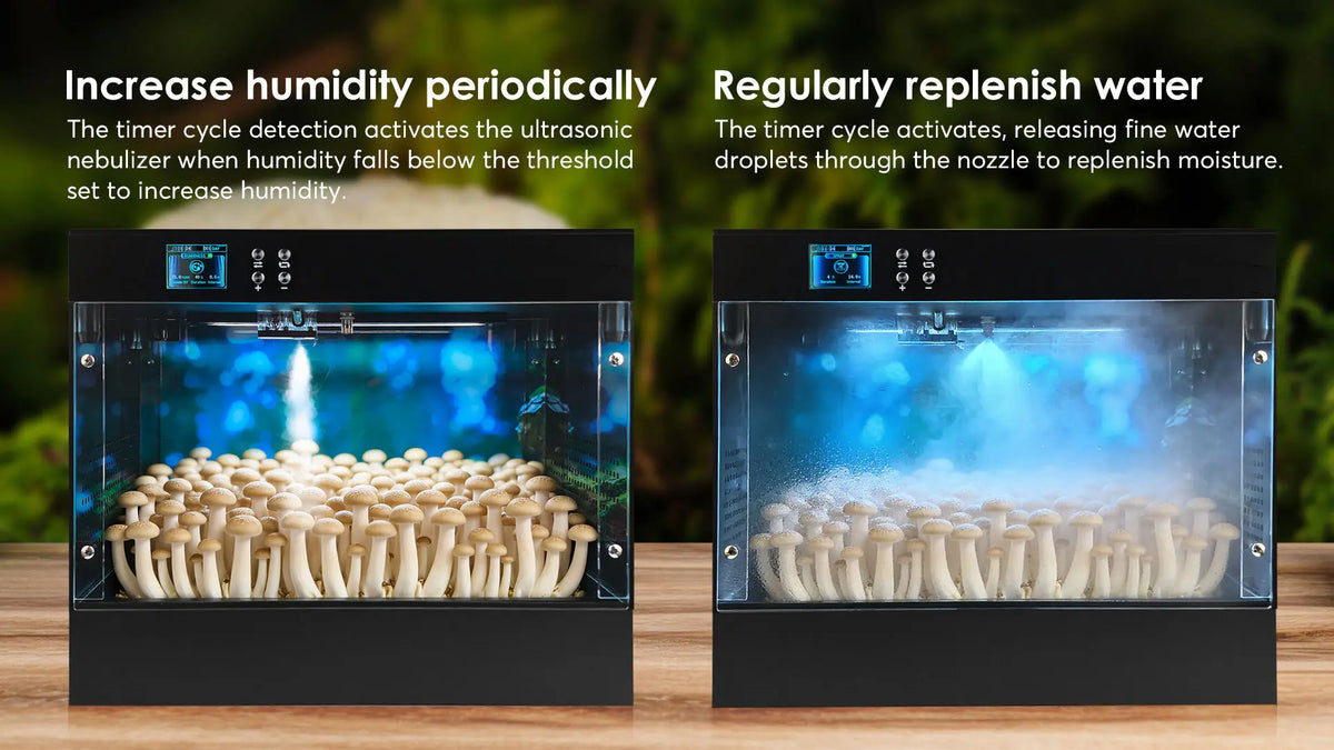 Mushroom Grow Box  - Consistently fruit mushrooms at home - Educational