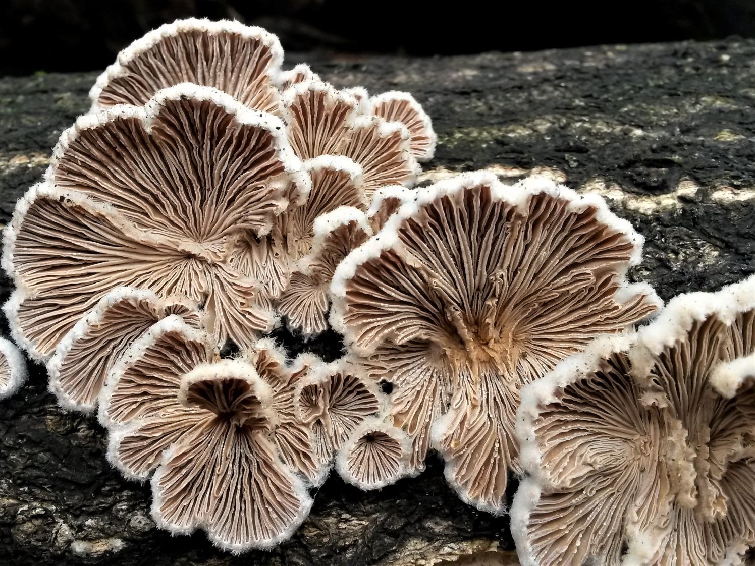 Split Gill Mushroom Strain (Schizophyllum commune) - Best Quality, Fresh Mushroom Mycelium Spawn Medifungi