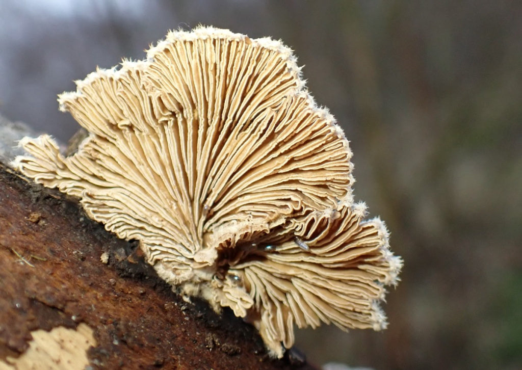 Split Gill Mushroom Strain (Schizophyllum commune) - Best Quality, Fresh Mushroom Mycelium Spawn Medifungi