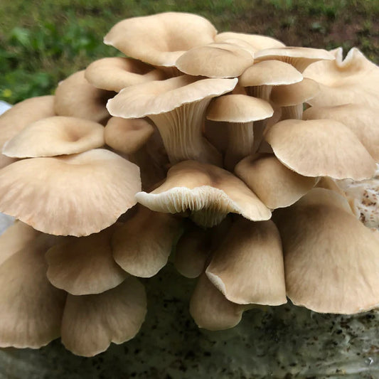 Tarragon Oyster mushroom strain (Pleurotus euosmus) - best quality, fresh, mushroom mycelium spawn