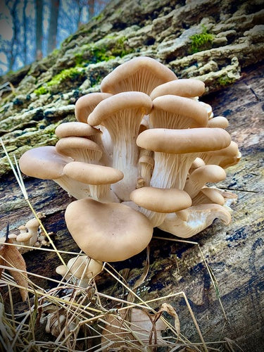 Tarragon Oyster mushroom strain (Pleurotus euosmus) - best quality, fresh, mushroom mycelium spawn