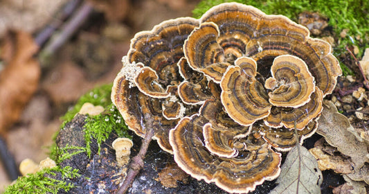 Turkey Tail mushroom strain (Trametes versicolor) - best quality, fresh, mushroom mycelium spawn