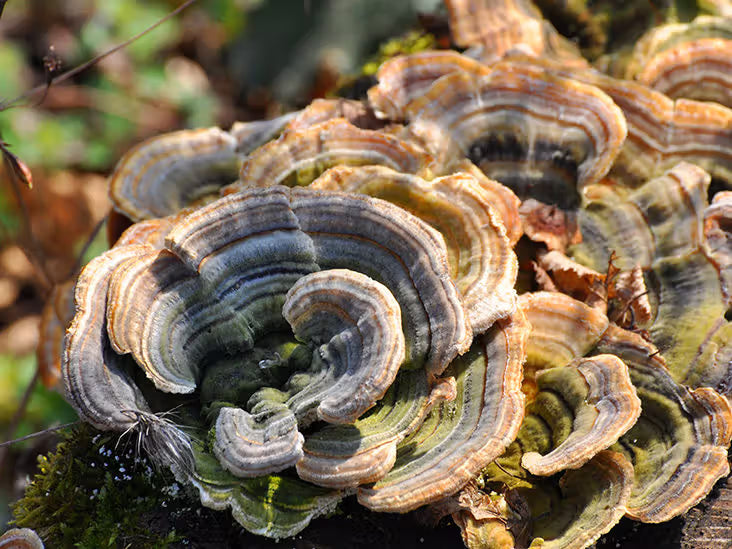 Turkey Tail mushroom strain (Trametes versicolor) - best quality, fresh, mushroom mycelium spawn