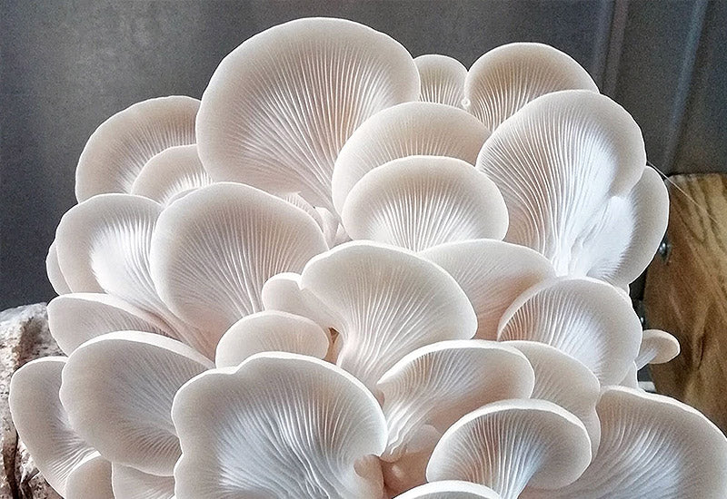 White Oyster mushroom strain (Pleurotus ostreatus) - best quality, fresh, mushroom mycelium spawn
