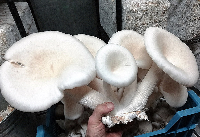 White Oyster mushroom strain (Pleurotus ostreatus) - best quality, fresh, mushroom mycelium spawn